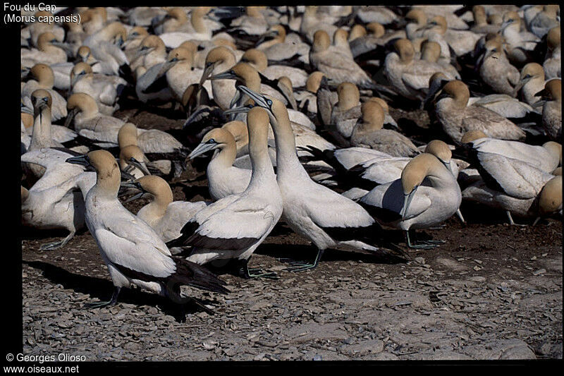 Cape Gannet