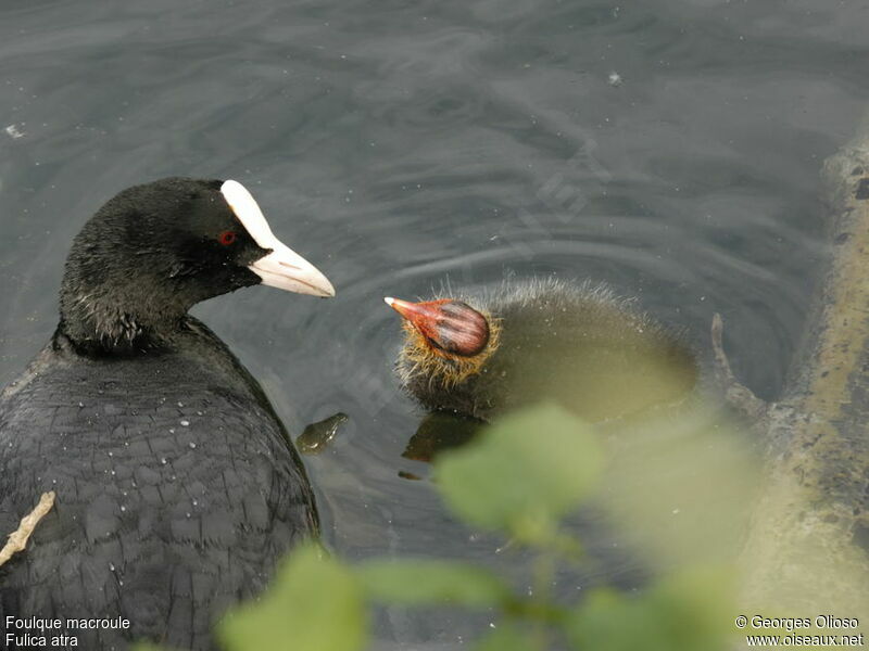 Foulque macrouleadulte nuptial, identification, Nidification, Comportement