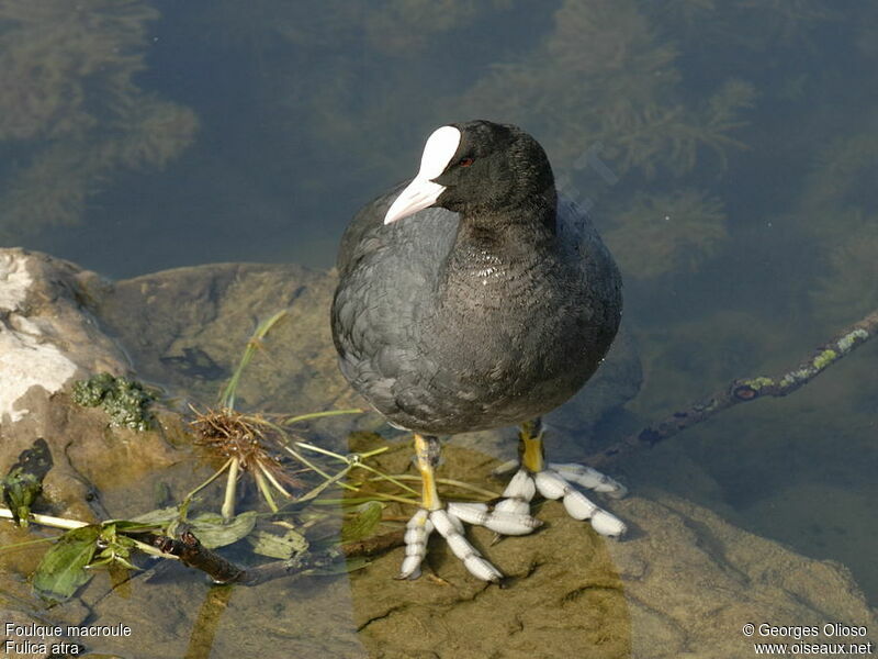 Foulque macrouleadulte nuptial, identification