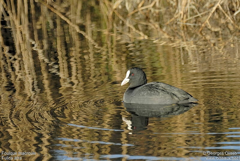 Eurasian Cootadult post breeding