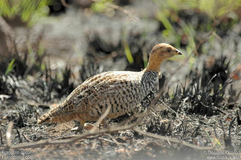 Francolin coquiadulte nuptial