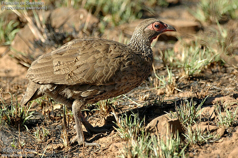 Francolin de Swainson