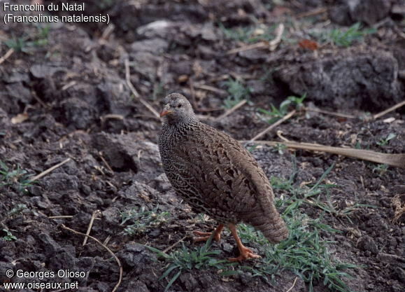 Francolin du Natal