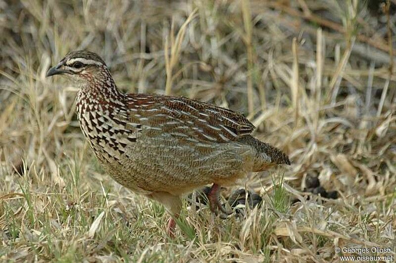 Francolin huppé