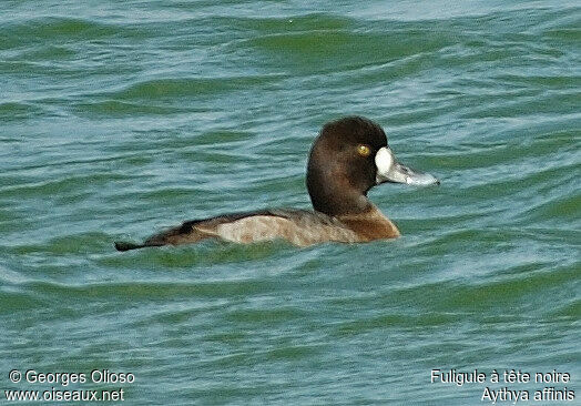 Lesser Scaup female