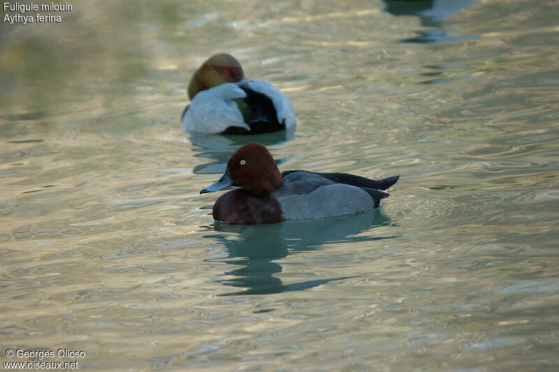 Common Pochard male adult post breeding