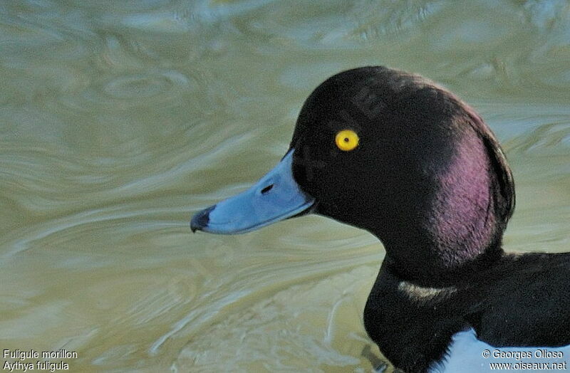 Tufted Duck male adult breeding, identification