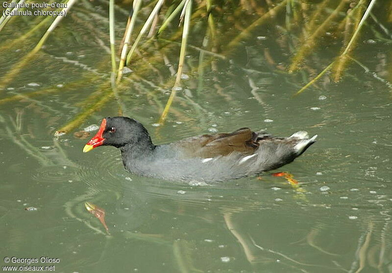 Gallinule poule-d'eau