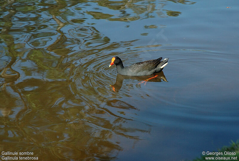 Dusky Moorhenadult breeding