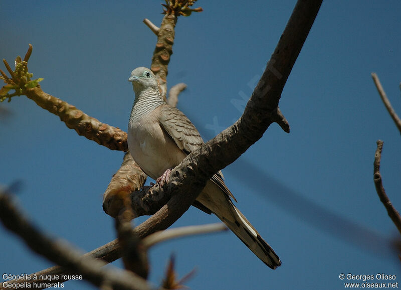 Bar-shouldered Doveadult