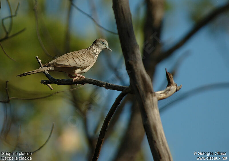 Peaceful Doveadult breeding