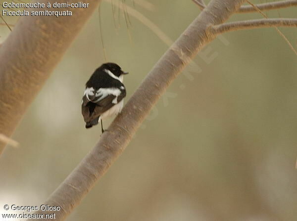 Semicollared Flycatcher male adult breeding