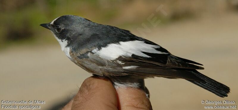 Gobemouche de l'Atlas mâle 2ème année, identification