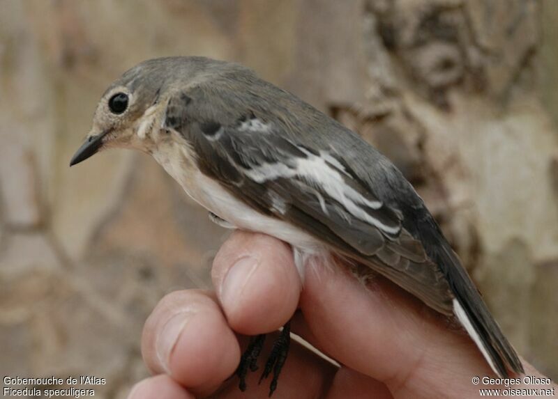 Atlas Pied Flycatcher female adult, identification