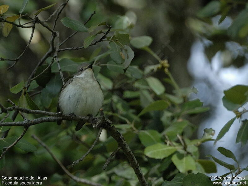 Atlas Pied Flycatcher female adult breeding