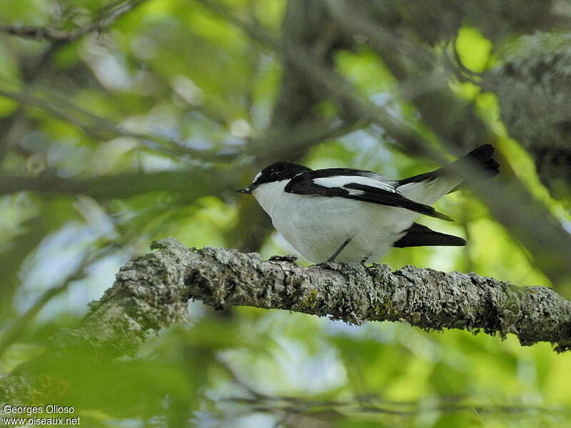 Gobemouche de l'Atlas mâle adulte nuptial, habitat, pigmentation