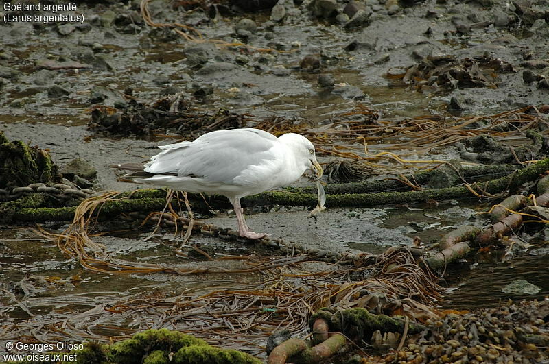 European Herring Gull