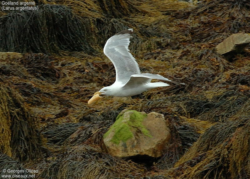 Goéland argenté