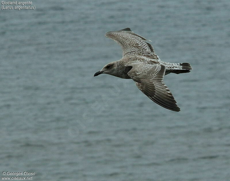 European Herring Gull