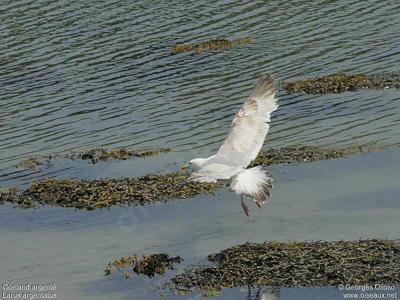 European Herring GullSecond year