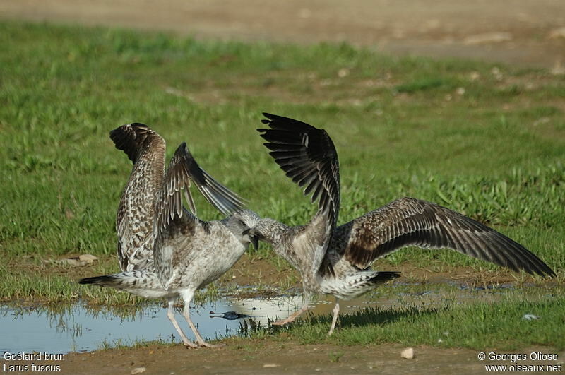 Lesser Black-backed GullSecond year