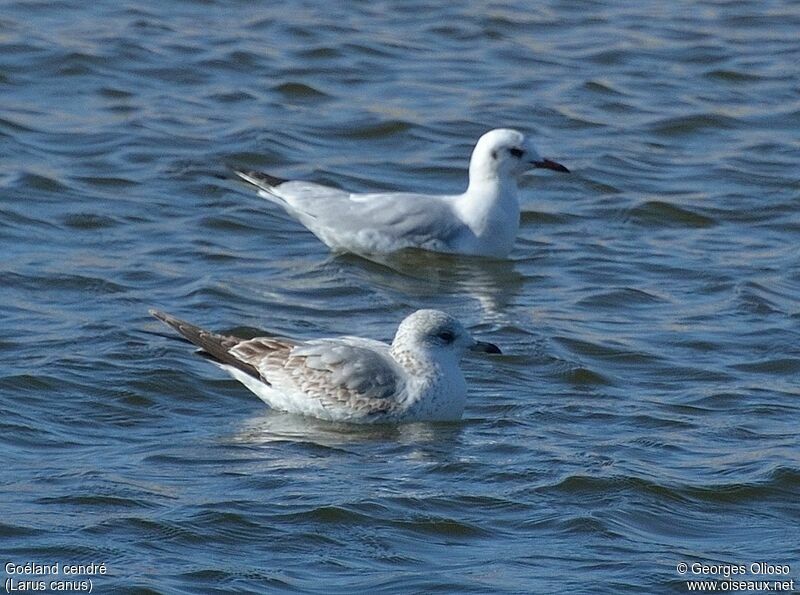 Common GullSecond year, identification