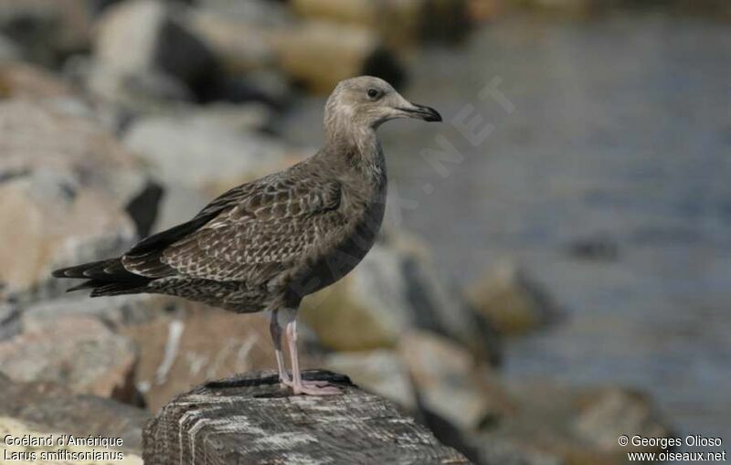 Goéland d'Amérique1ère année, identification