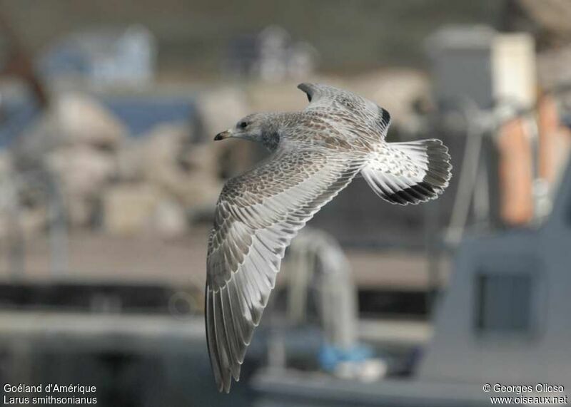 American Herring GullFirst year, Flight