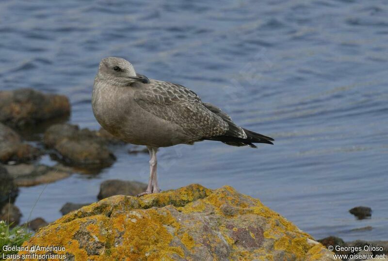 Goéland d'Amériquejuvénile, identification