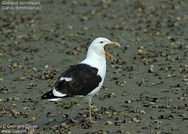 Kelp Gull