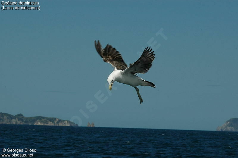 Kelp Gull