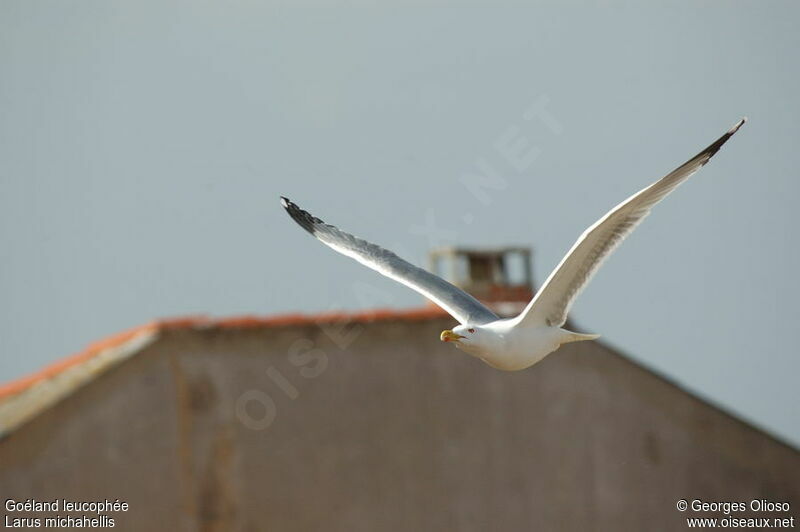 Yellow-legged Gulladult breeding