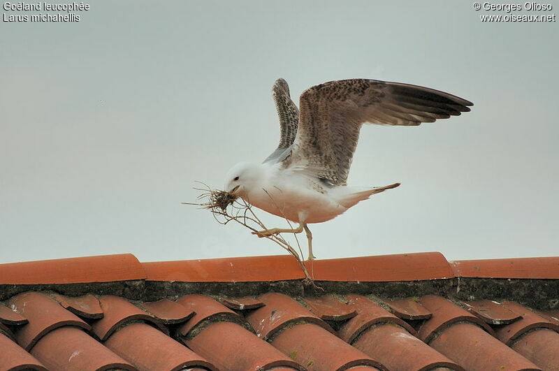 Yellow-legged GullThird  year