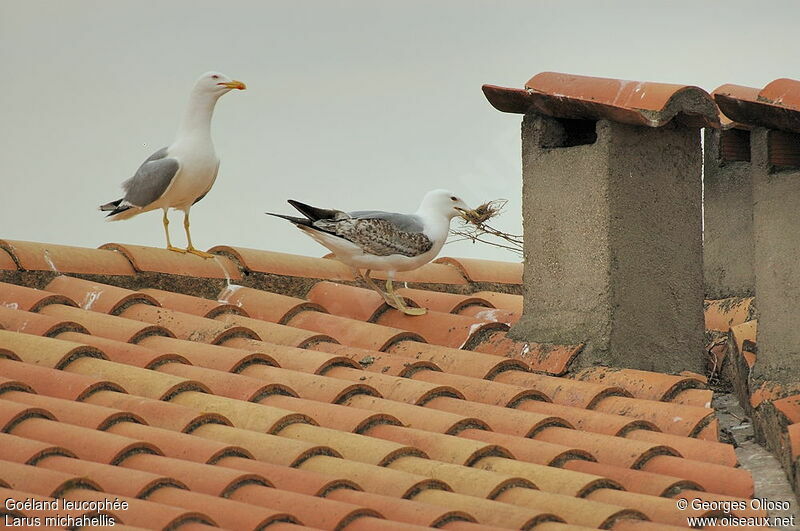 Yellow-legged Gull Third  year