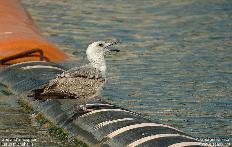 Yellow-legged GullThird  year