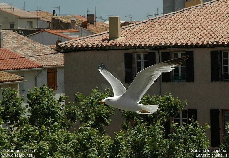 Yellow-legged Gulladult breeding