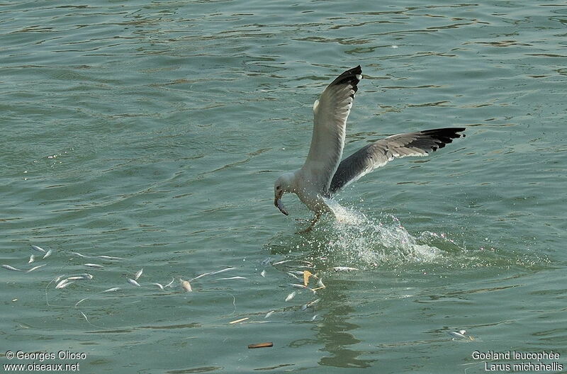 Yellow-legged Gulladult breeding