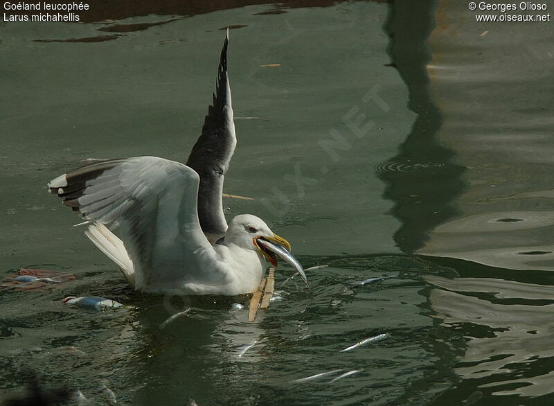 Yellow-legged Gulladult breeding