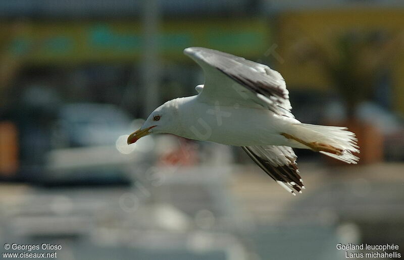 Yellow-legged Gulladult breeding