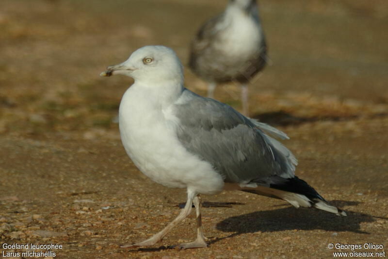 Goéland leucophée