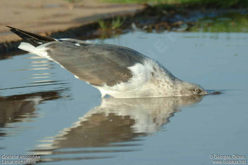 Yellow-legged Gull