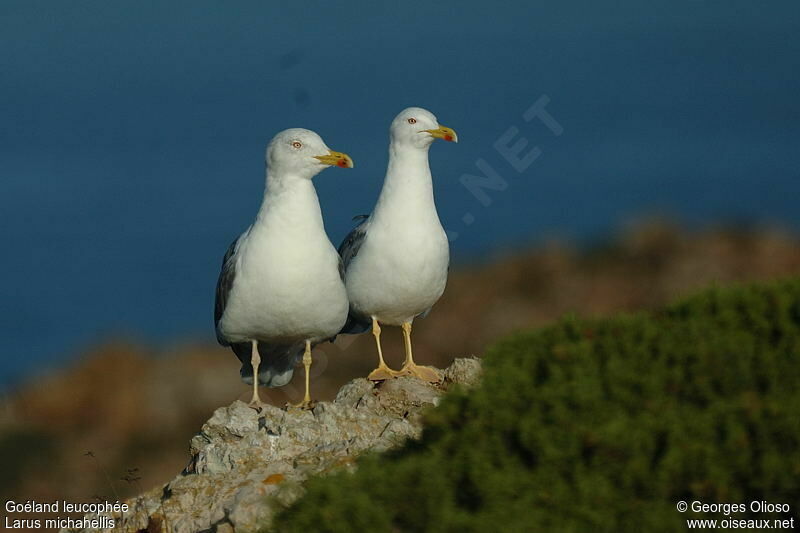 Goéland leucophée adulte internuptial