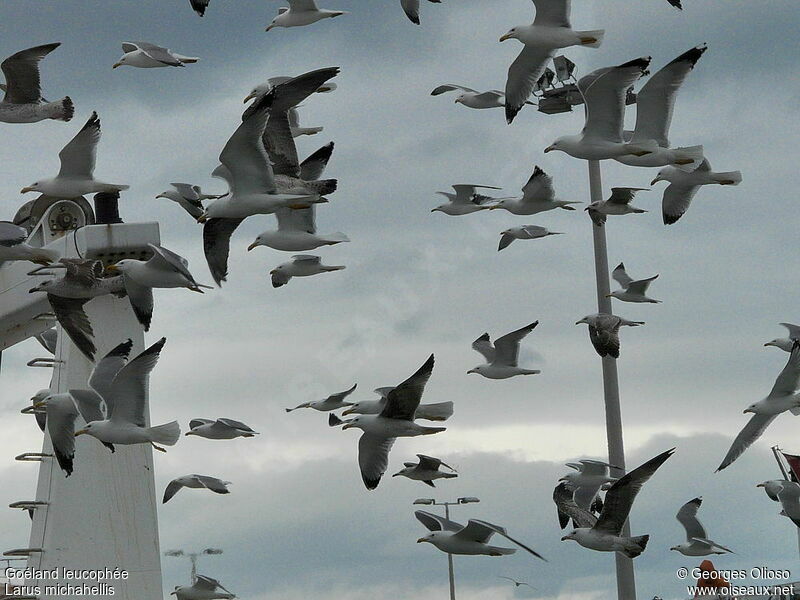 Yellow-legged Gull