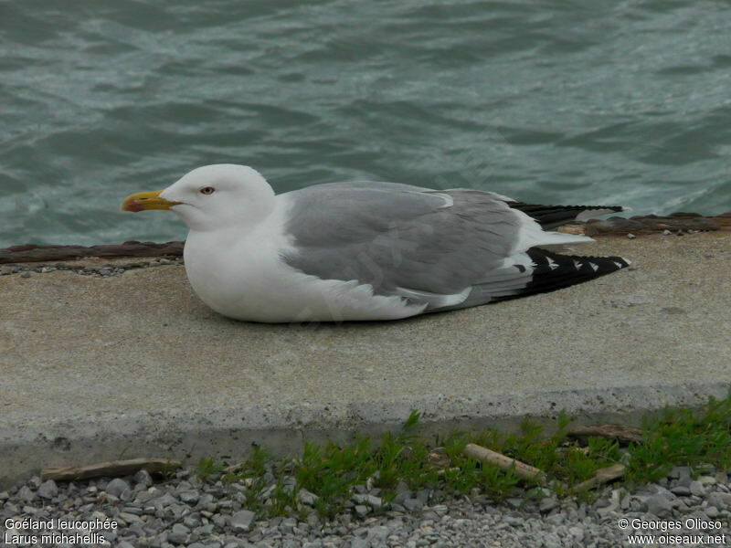 Yellow-legged Gulladult breeding