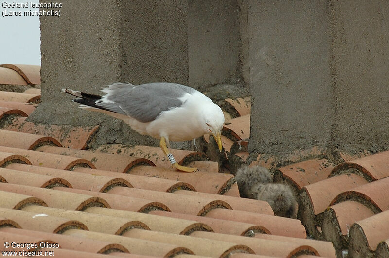 Yellow-legged Gull