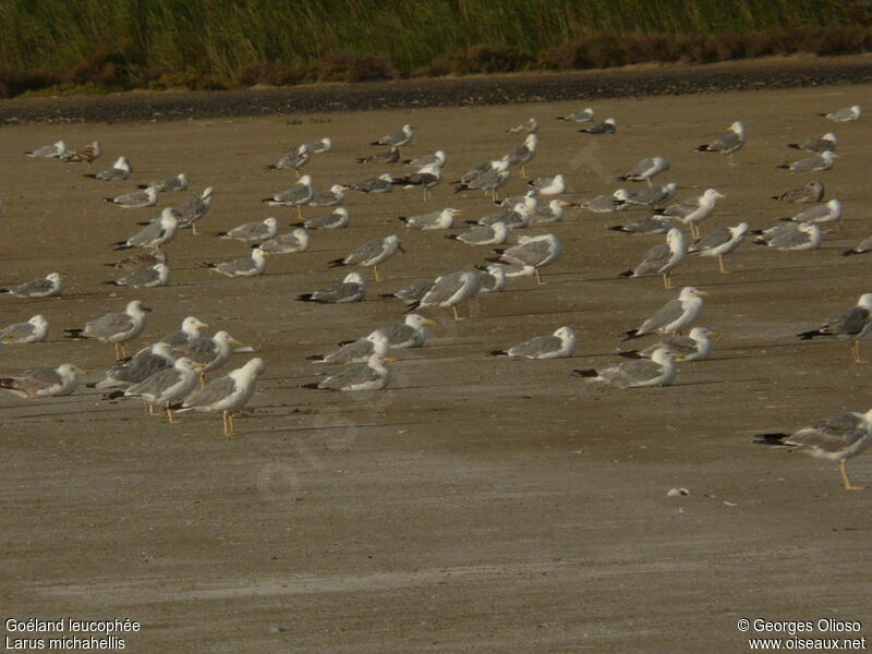 Yellow-legged Gull