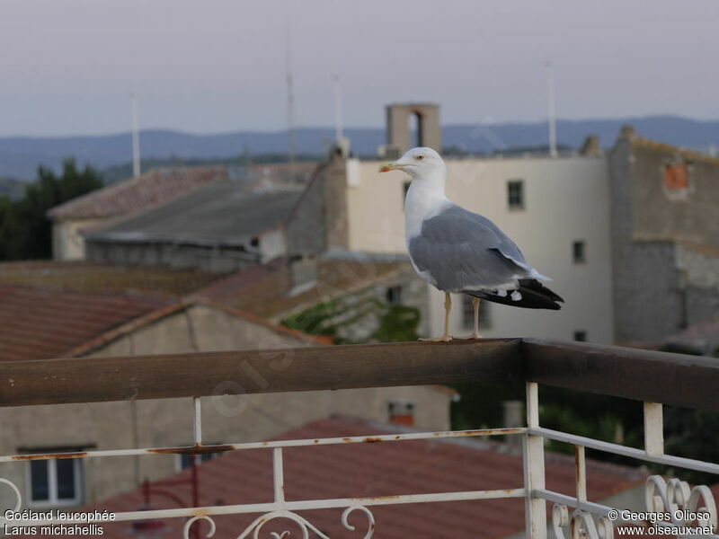 Yellow-legged Gull male adult post breeding