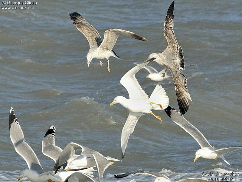 Yellow-legged Gull, Flight