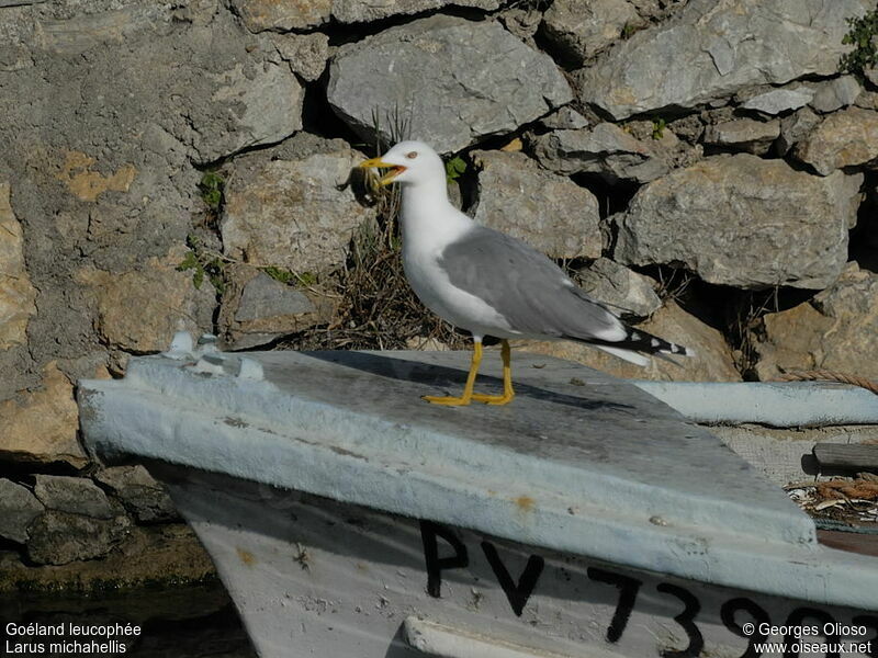 Goéland leucophéeadulte nuptial, identification, régime, Comportement