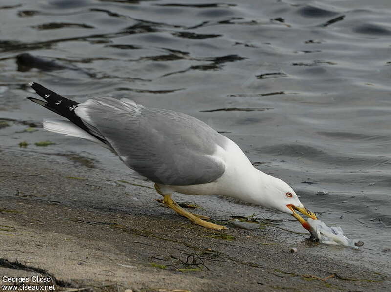 Goéland leucophéeadulte, régime, mange